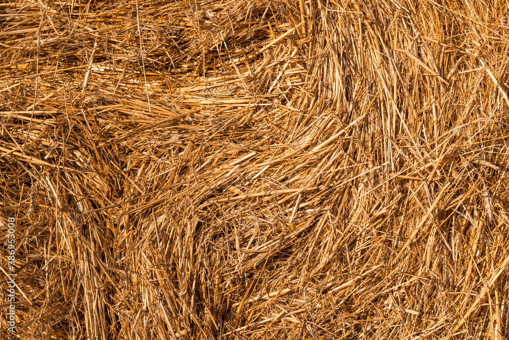 Hay texture golden straws close-up bulgaria sunny orange yellow nature ecology rural sharp focus Hay texture golden straws close-up bulgaria sunny orange yellow nature ecology rural sharp focus