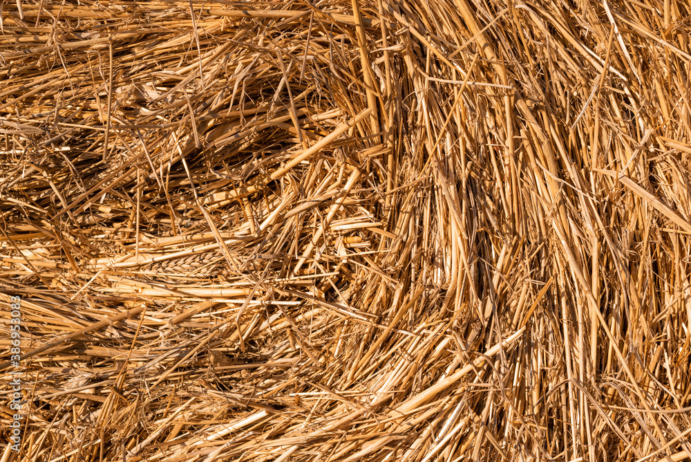 Hay texture golden straws close-up bulgaria sunny orange yellow nature ecology rural sharp focus Hay texture golden straws close-up bulgaria sunny orange yellow nature ecology rural sharp focus