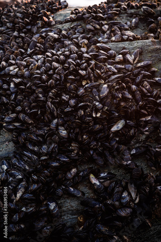 wild living mussel on seaside rock