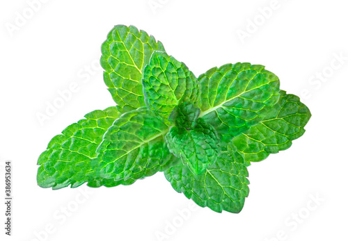Fresh mint leaves isolated on white background. Melissa leaf or peppermint Close up.