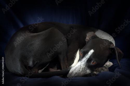 Small Greyhound on Blue Bed