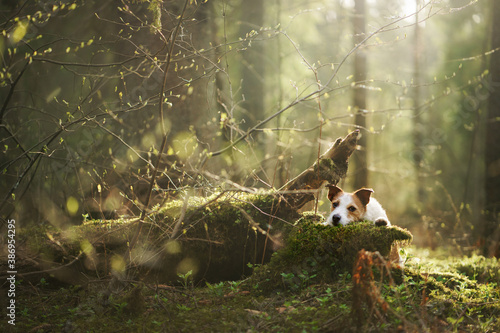 dog in forest on the moss . Jack Russell Terrier in nature. 