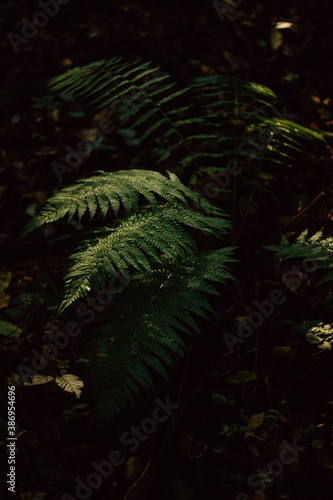 fern in the autumn forest in the morning
