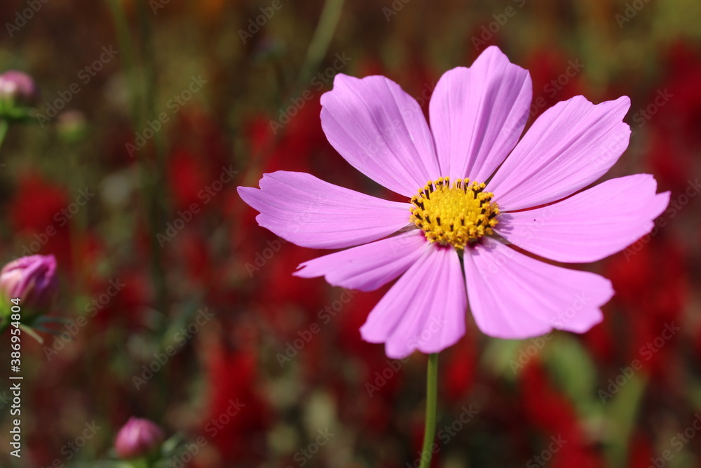 Beautiful pink Cosmos (Asteraceae) flower in the garden Beautiful pink Cosmos (Asteraceae) flower in the garden