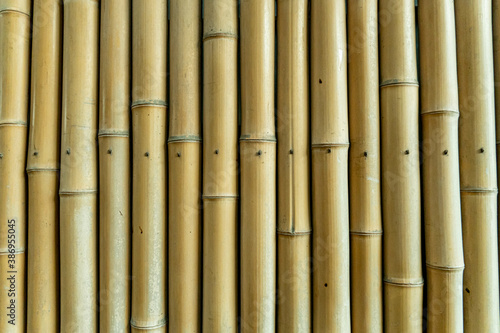 Bamboo image to use as background