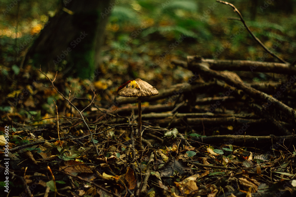 mushrooms in the autumn forest in the morning mushrooms in the autumn forest in the morning
