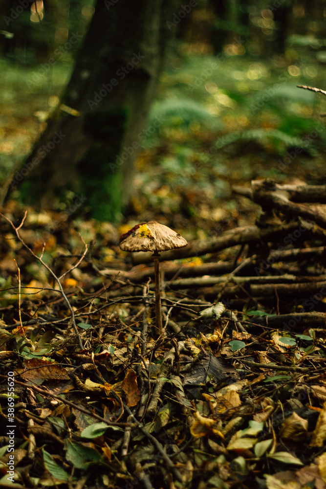 Obraz premium mushrooms in the autumn forest in the morning
