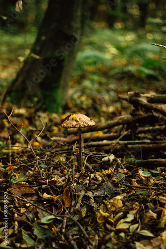 mushrooms in the autumn forest in the morning