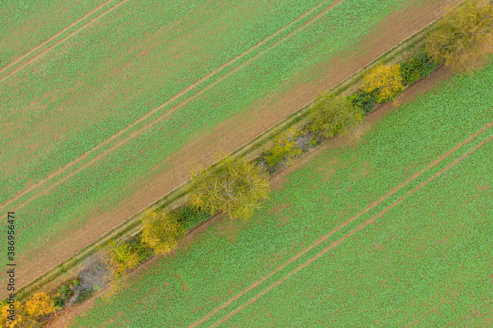 Looking straight down on a hedge in a field in autumn in the Taunus / Germany