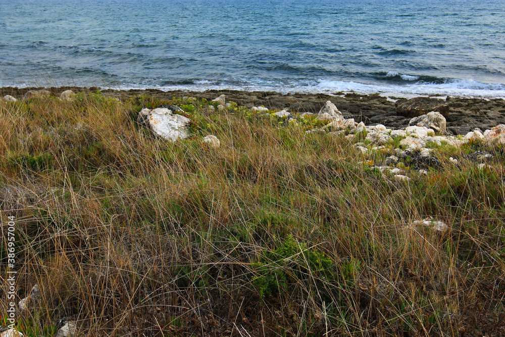 Il mare in autunno, in primo piano costa con rocce e vegetazione spontanea Il mare in autunno, in primo piano costa con rocce e vegetazione spontanea