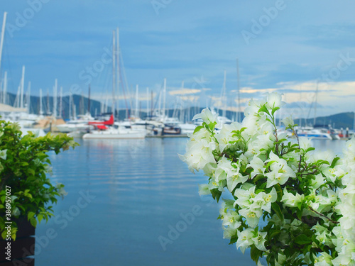 Blooming bush of white bougainvillea on a background of sea, yachts, masts, sky and hills. Ornamental flowering plants of Thailand. Panorama, seascape, yacht club. Phuket, Yacht Haven Marina © Oxana