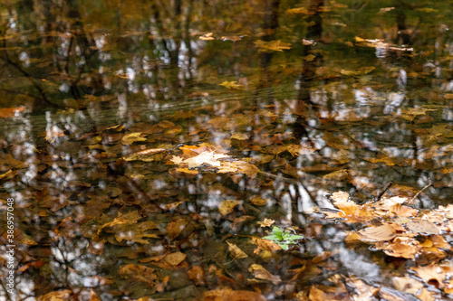 autumn leaves on the river surface  © Tia Gata