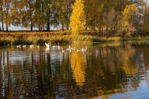 Fototapeta Naklejka Na Ścianę i Meble -  autumn trees reflected in water and geese