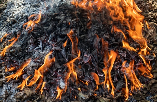 Burning Dry Leaves in Outdoor