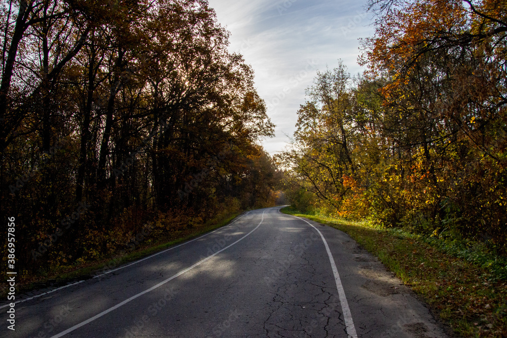Fototapeta premium road in autumn forest