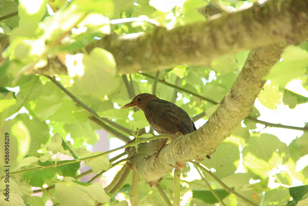 oiseau dans un arbre sur une branche