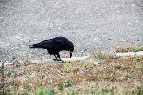 A Rook bird is walking and searching a food in the ground. Beautiful strong dark rook bird.