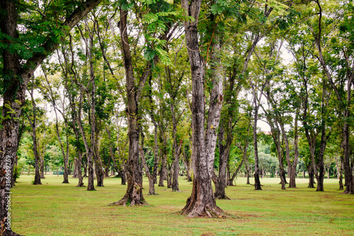 Trees  in the park for design and background