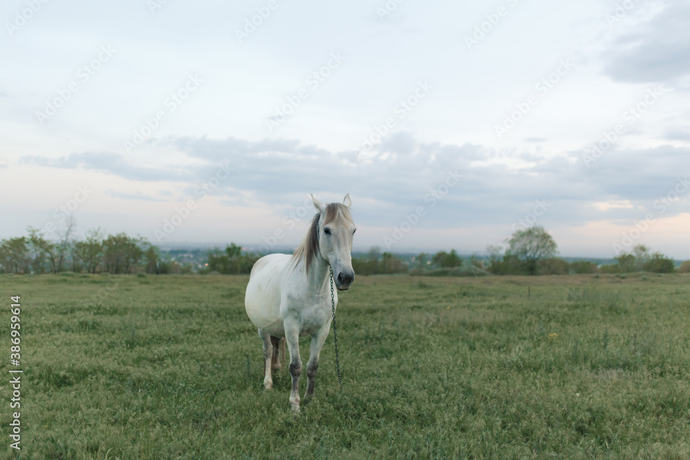 The horse grazes on a green lawn in cloudy weather. cloudy sky