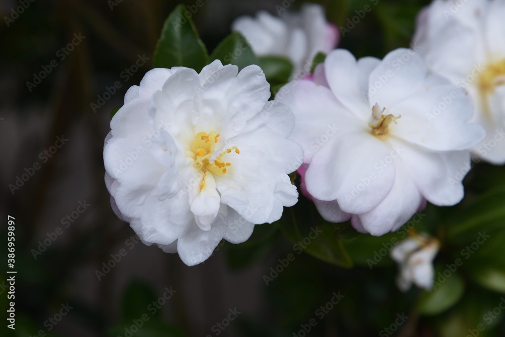 Sasanqua (Camellia Japonica) flowers / Theaceae evergerrn tree.