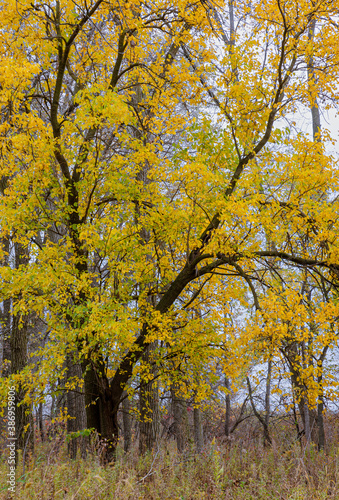 650-92 Autumn Yellows