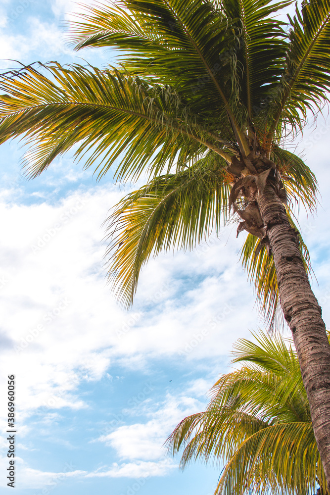 Fototapeta premium palm tree on the beach