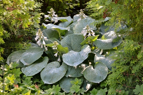 Bild auf Leinwand Majestic hosta with blue leaves Blue angel  with drops of water after rain in the garden close up