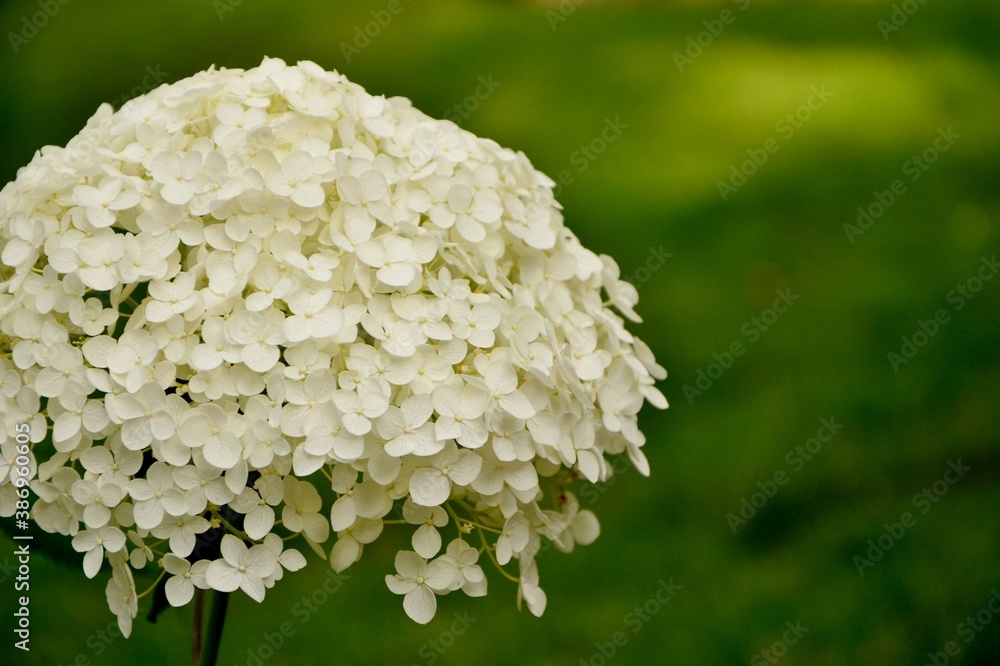 Lush delightful huge inflorescence of white hydrangea Annabelle in the garden close-up.
Lush delightful huge inflorescence of white hydrangea Annabelle in the garden close-up.