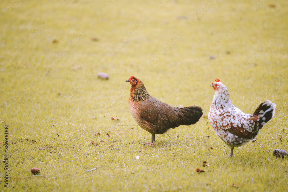 Feral Chickens, Kokee State Park Campground, Kauai, Hawaii Stock Photo