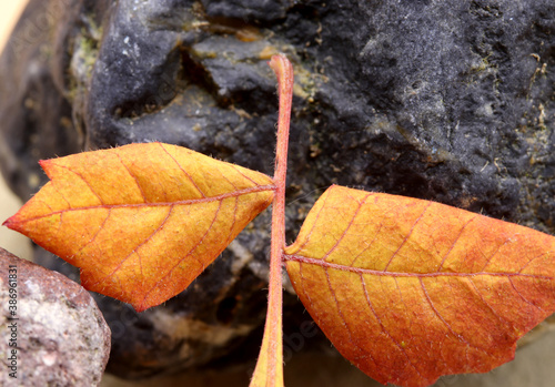 autumn leaves on a stone © aykutkarahan
