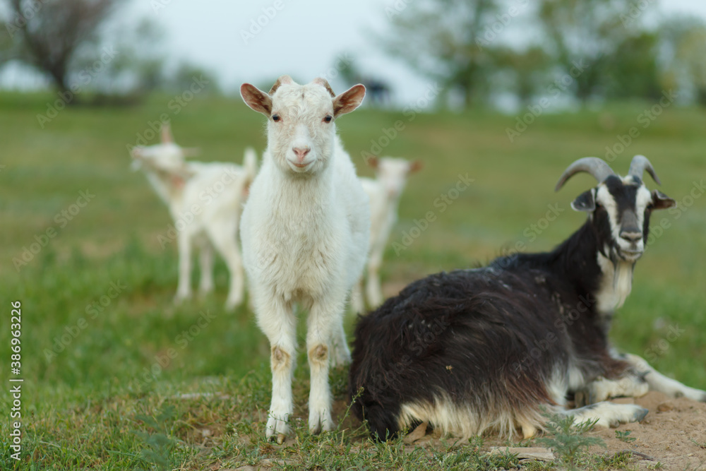 Fototapeta premium A herd of goats walking on a green meadow on a farm