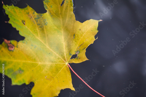 Yellow maple leaf floats under water close-up