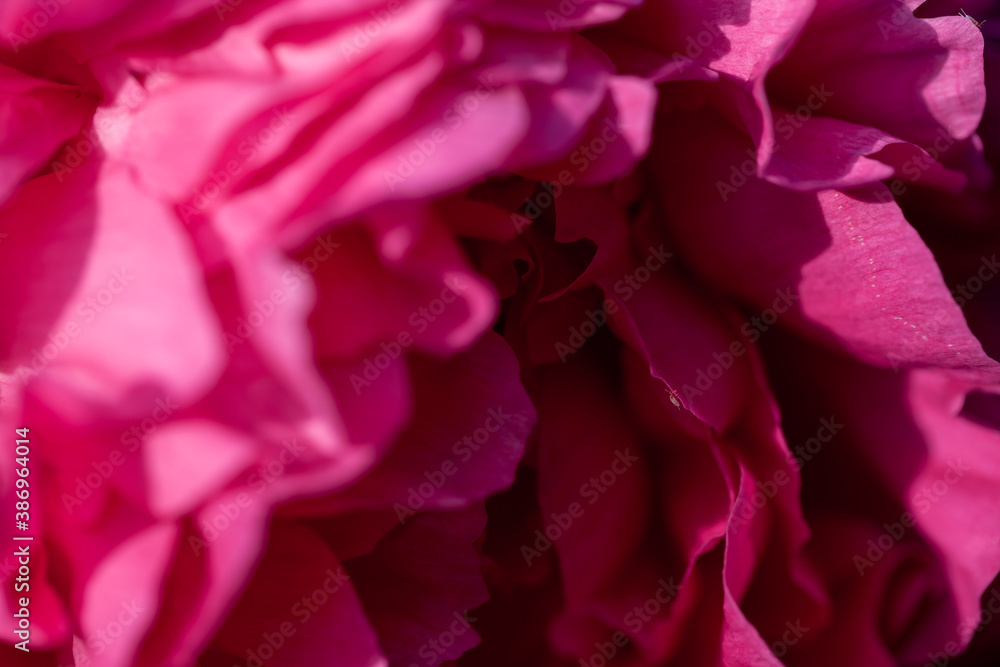 Petals of a pink peony closeup