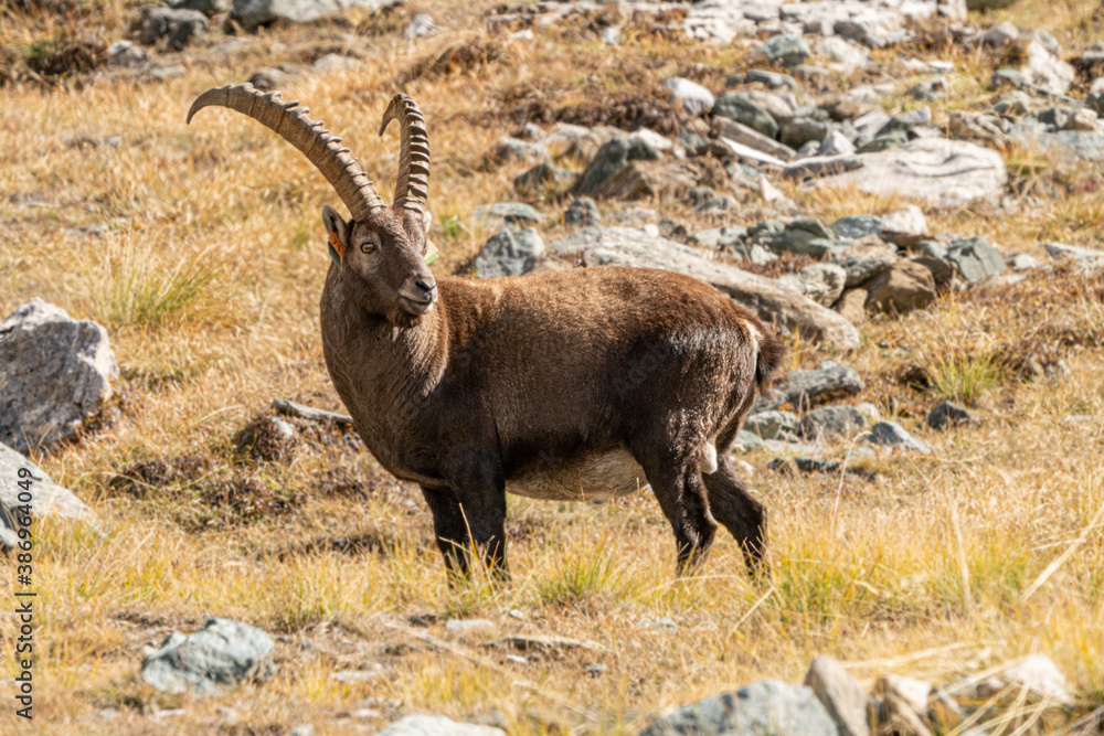 capra ibex in the italian alps, gran paradiso national park, valle d'aosta