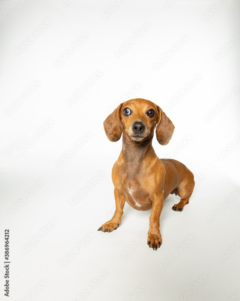 Surprised dachshund dog isolated on white background