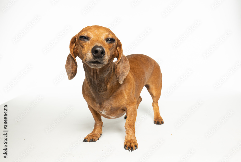 Dachshund dog with eyes squinting, isolated on white background