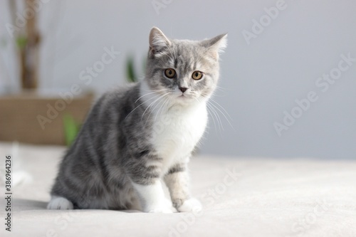 Adorable fluffy little Scottish straight grey tabby cat in bed