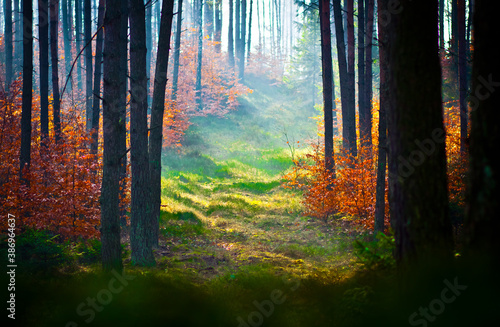 Piękny widok w lasu