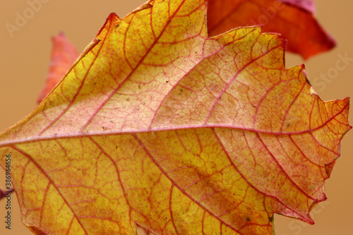 colored dry autumn leaves on the background