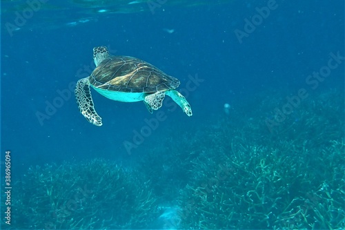 Sea turtle found swimming at coral reef area at Bonaire island. Snorkling, Scuba diving, holiday mood. Template for design of holiday greetings, decoration packaging, postcard, poster.