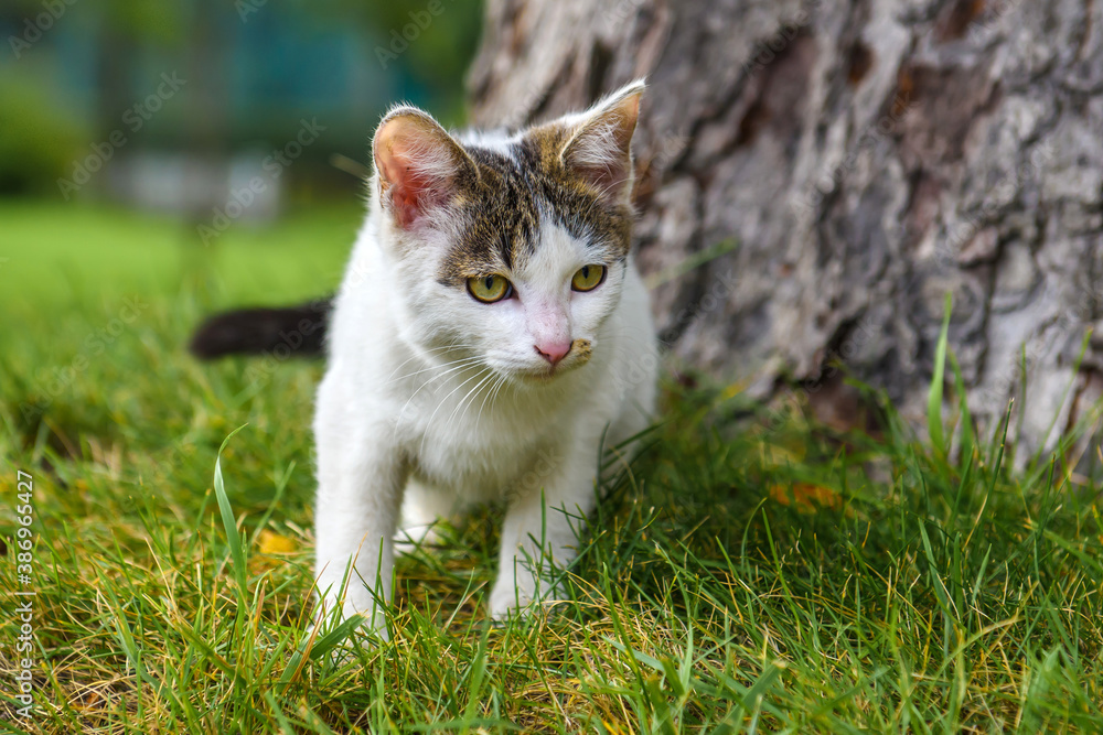 A white cat with gray spots hunts on green grass. A stray kitten on the street.