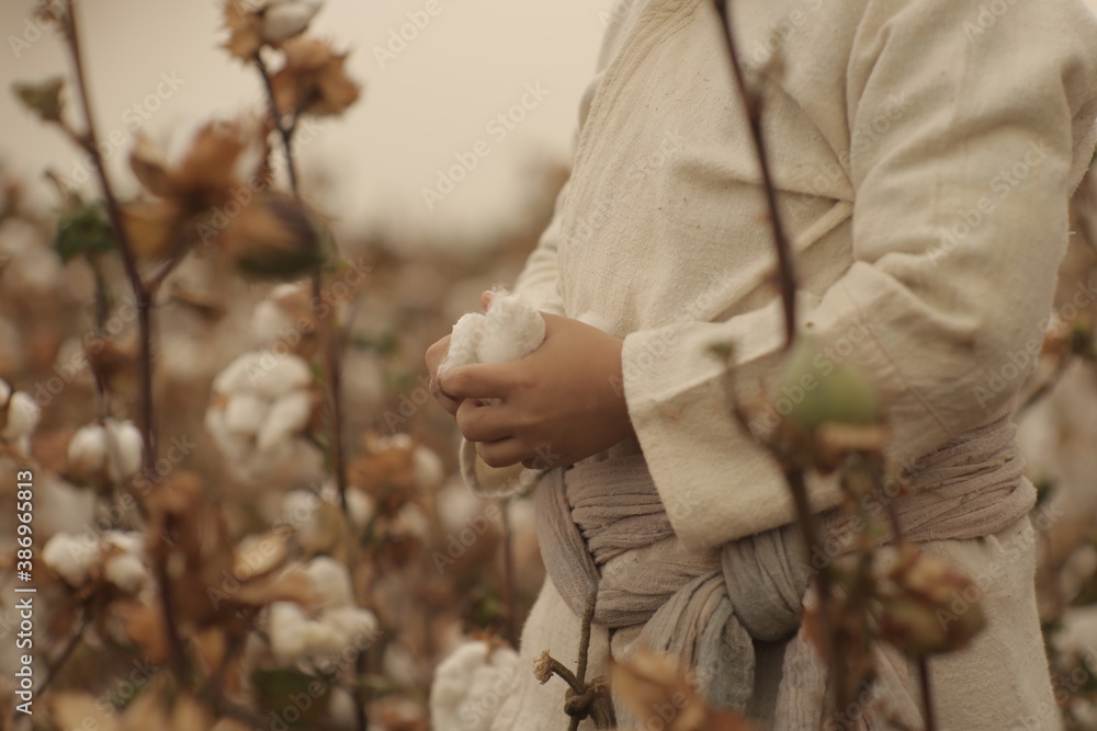 family collects cotton