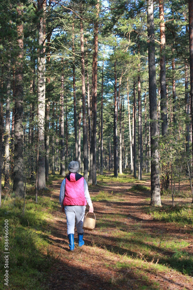 A woman in a pine forest with a basket looking for mushrooms A woman in a pine forest with a basket looking for mushrooms