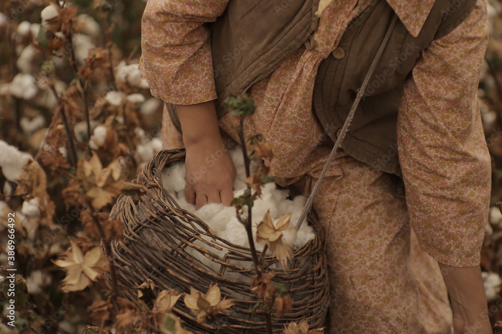 family collects cotton