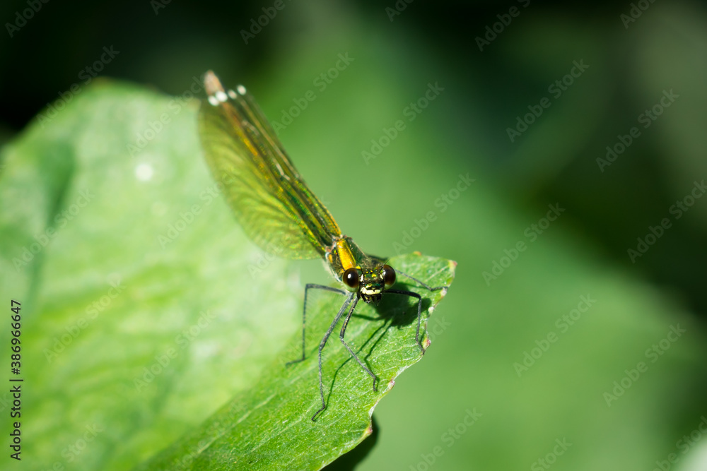 The beautiful demoiselle (female) (lat. Calopteryx virgo), of the family Calopterygidae. The beautiful demoiselle (female) (lat. Calopteryx virgo), of the family Calopterygidae.