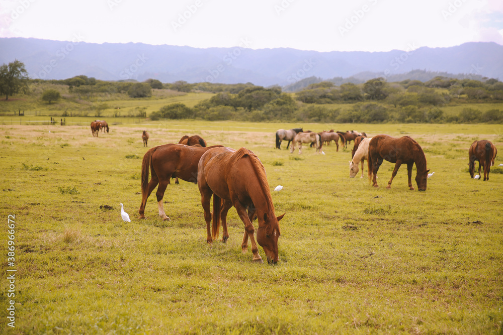 Horses in a ranch, North Shore, Oahu, Hawaii Horses in a ranch, North Shore, Oahu, Hawaii