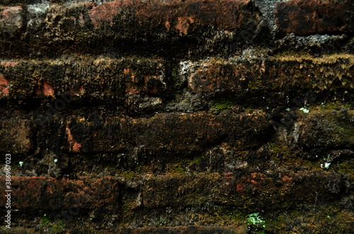 background or texture of old mossy brick walls