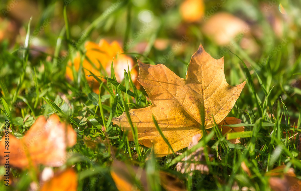 autumn leaves on grass autumn leaves on grass