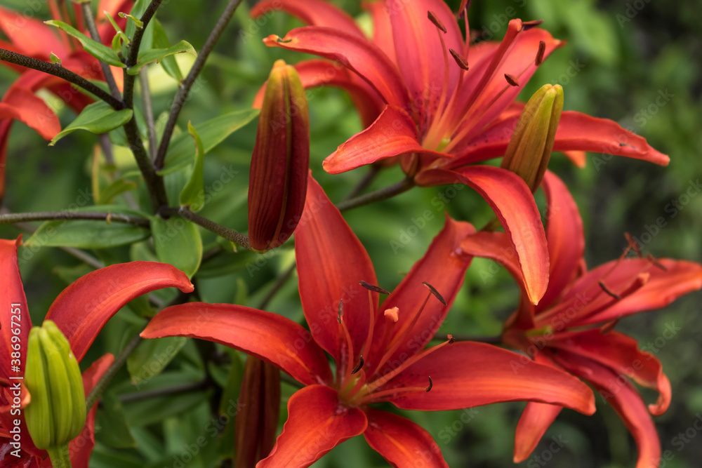 Orange Lily flowers on a green background. Hello summer Orange Lily flowers on a green background. Hello summer
