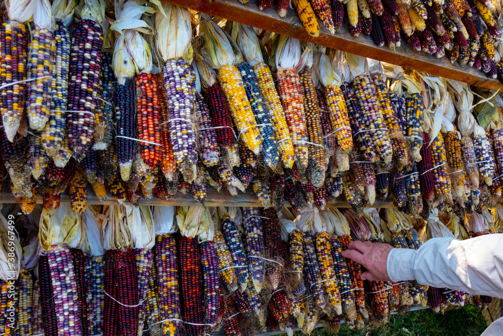 rows of colorful Indian corn hanging together in bunches for sale at a farm market in Michigan in October